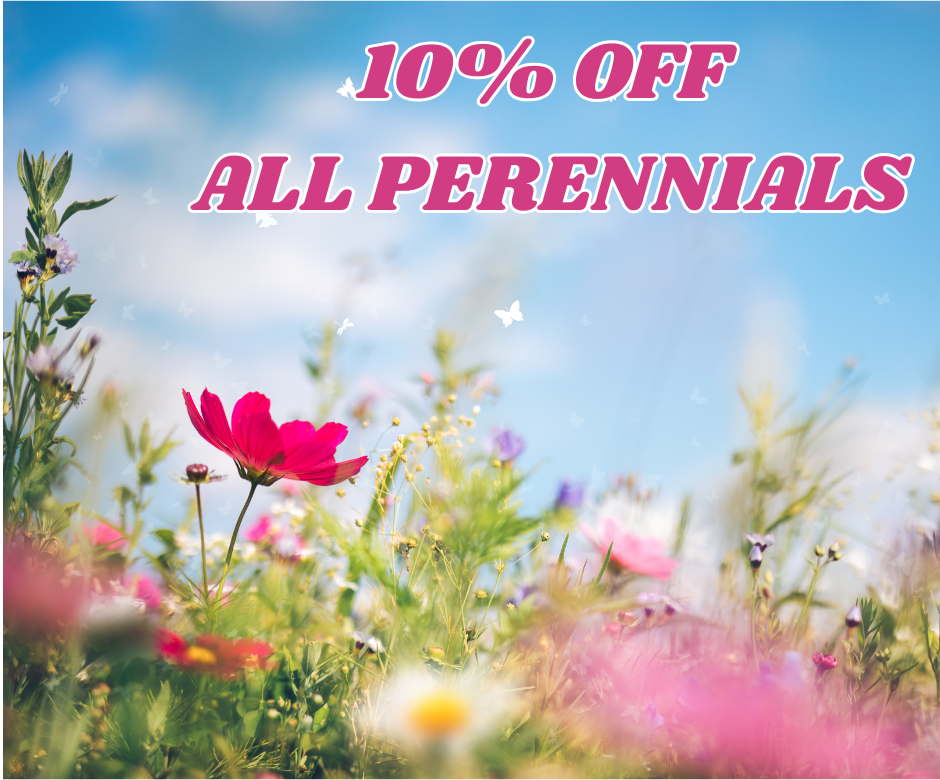 perennials, discount, plants, Garden Center, Sale, Beier's Greenhouse