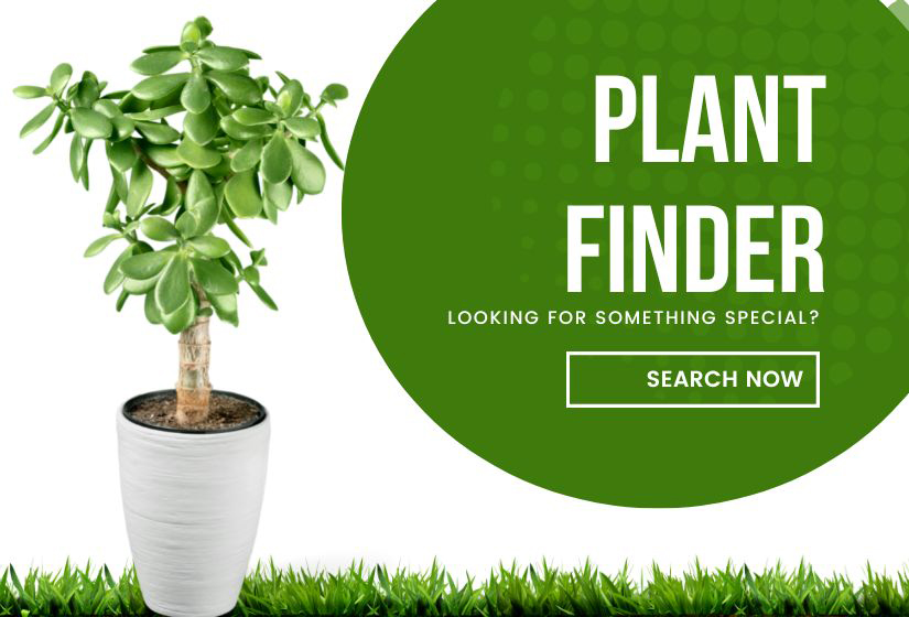 Bloomers Plant Finder