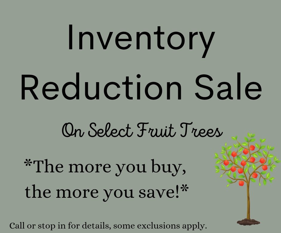 fruit tree, sale, tree, fruit, inventory reduction