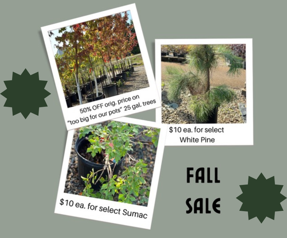 Fall Sale, Nursery Sale, Sumac, Pine tree, White pine, Large Tree, 50% off