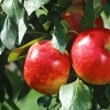 2025 Fruit Tree List